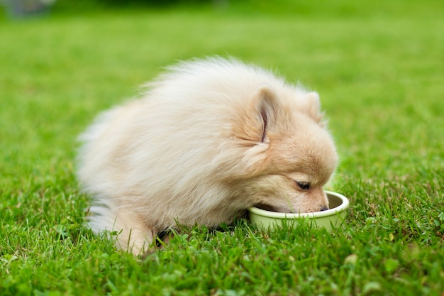 Chien Spitz de Poméranie couché sur l'herbe