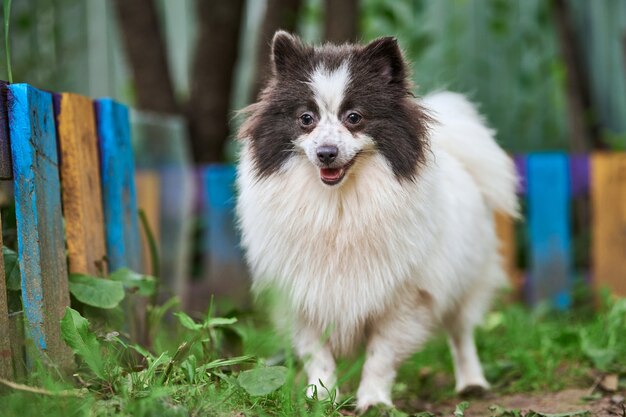 Chien Spitz de Poméranie dans le jardin. Chiot poméranien mignon à pied, couleur noir blanc. Chien Spitz pom drôle et familial, fond d'herbe verte.