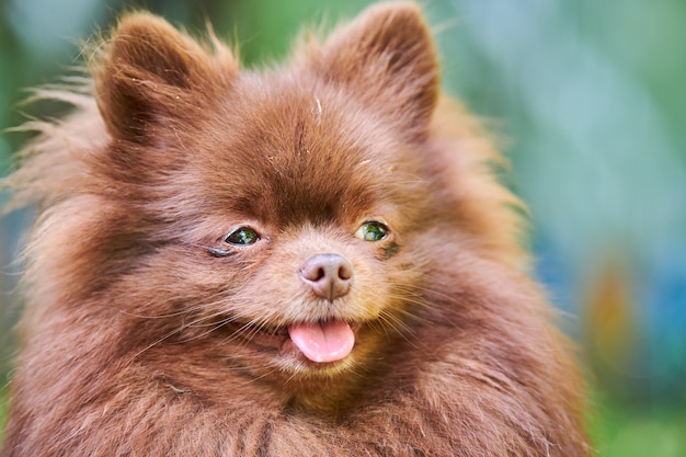 Chien Spitz de Poméranie dans le jardin, portrait du visage en gros plan. Chiot poméranien brun mignon en marche. Chien Spitz pom drôle et familial, fond d'herbe verte.