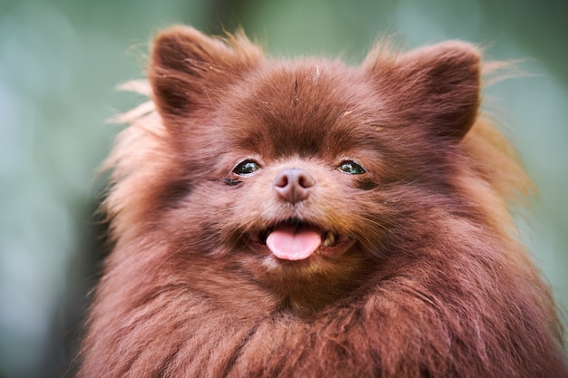 Chien Spitz de Poméranie dans le jardin, portrait du visage en gros plan. Chiot poméranien brun mignon en marche. Chien Spitz pom drôle et familial, fond d'herbe verte.