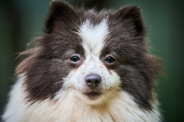 Chien Spitz de Poméranie dans le jardin, portrait du visage en gros plan. Chiot poméranien mignon à pied.