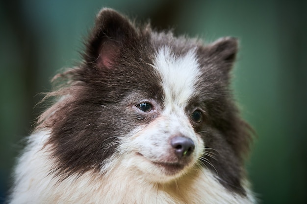 Chien Spitz de Poméranie dans le jardin, portrait du visage en gros plan. Chiot poméranien mignon à pied.