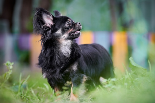 Chien Spitz de Poméranie à l'extérieur