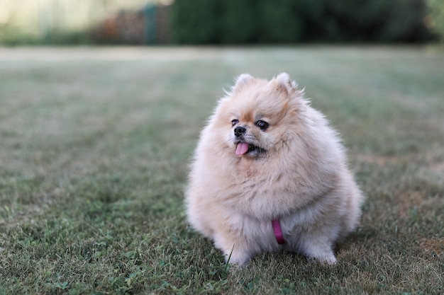 Photo chien spitz de poméranie sur la pelouse du parc