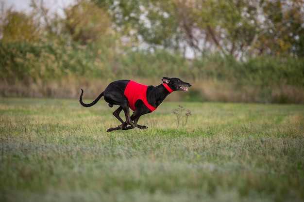 Chien sportif effectuant lors de la course au leurre en compétition