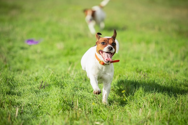 Chien sportif effectuant lors de la course au leurre en compétition