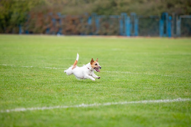 Chien sportif effectuant pendant la course au leurre en compétition