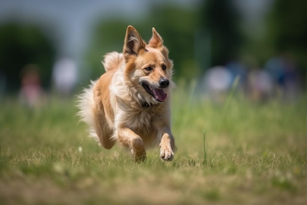 Chien sportif se produisant pendant le cours d'appât en compétition