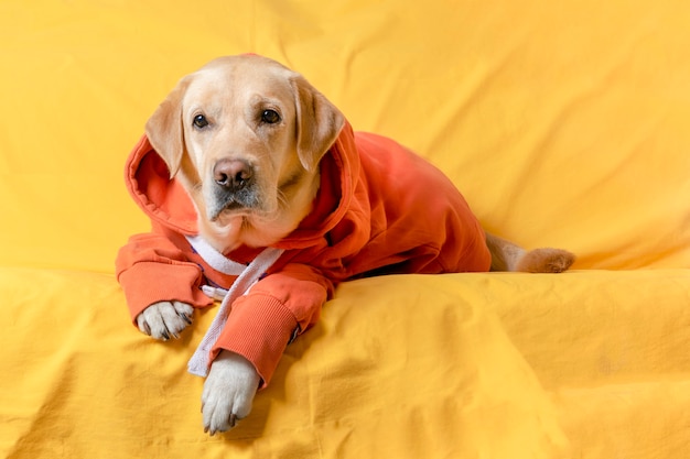 Un chien en sweat-shirt est allongé sur un canapé jaune. Concept d'automne ou d'hiver.