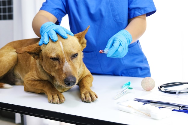 Chien sur table d'examen de la clinique vétérinaire. Soins vétérinaires. Médecin vétérinaire et chien.