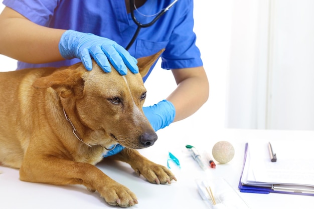 Chien sur la table d'examen de la clinique vétérinaire Soins vétérinaires Médecin vétérinaire et chien