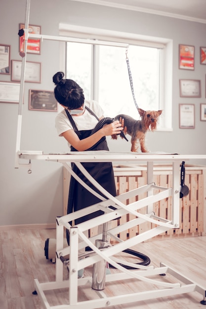 Chien sur table. Femme portant un chien de séchage uniforme debout sur la table après l'avoir lavé