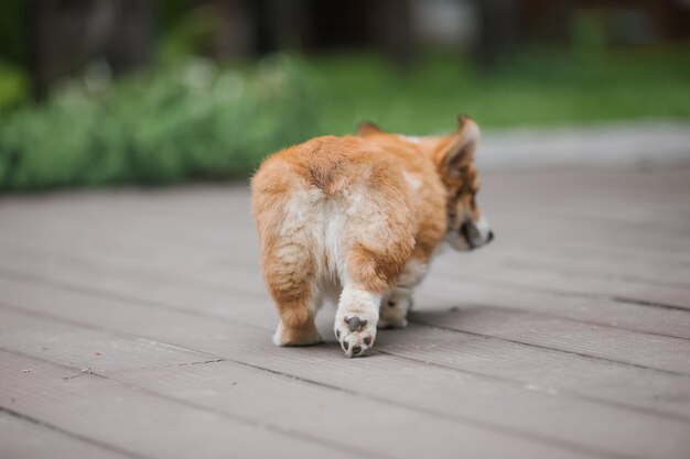 Un chien avec une tache blanche sur le dos marche sur une passerelle en bois.