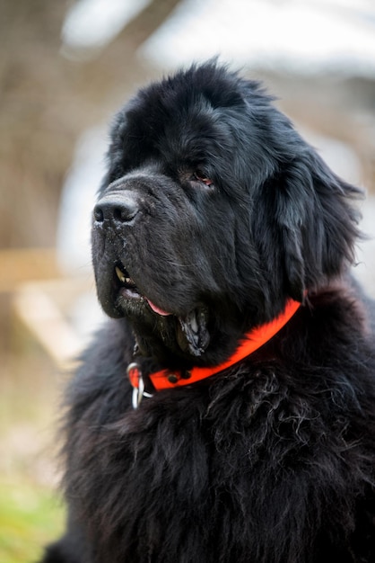 Chien de taille géante de Terre-Neuve noir en gros plan regardant la caméra sur le printemps de la nature