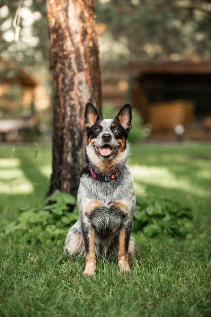 Un chien à talon bleu est assis dans l'herbe devant un arbre.