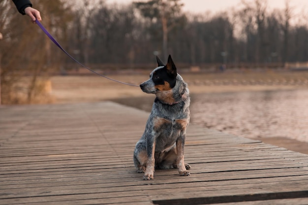 Chien à talon bleu sur le quai Australian Cattle dog race sitting outdoor