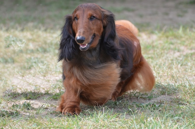 Chien teckel cabré aux cheveux longs