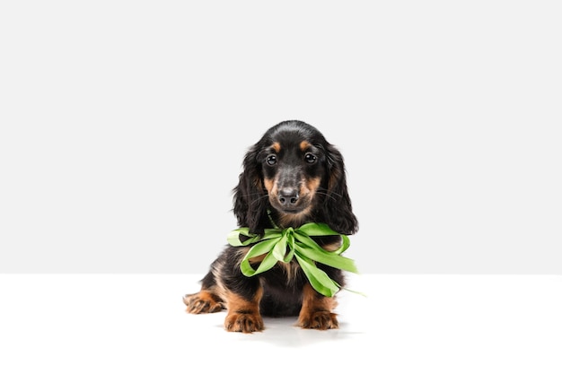 Chien teckel chiot mignon posant isolé sur fond blanc