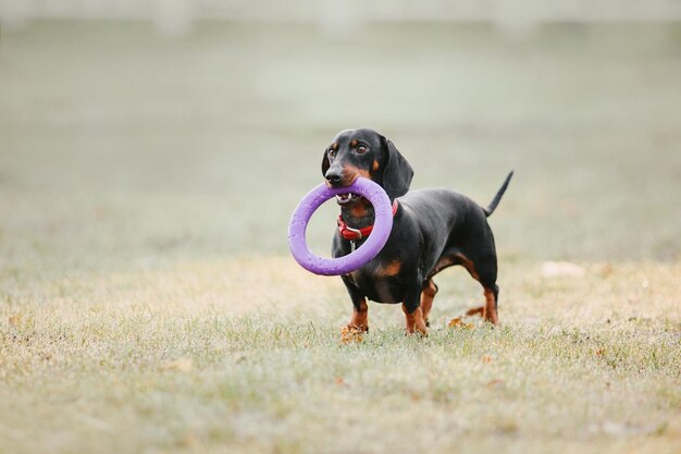 Chien teckel dans le parc. Animaux mignons. Petit Chien