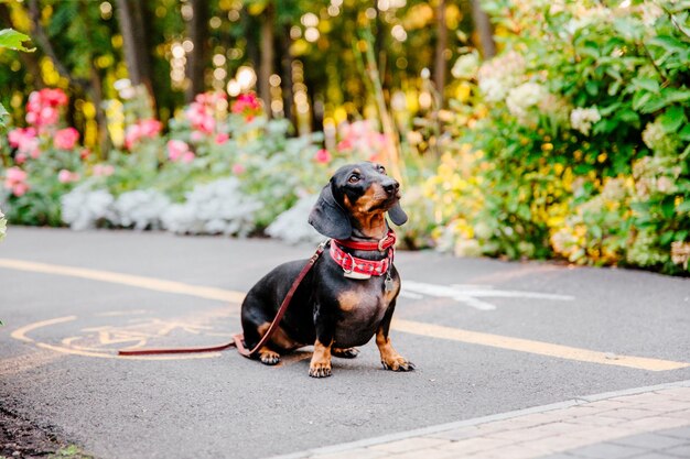 Chien teckel dans le parc. Animaux mignons. Petit Chien