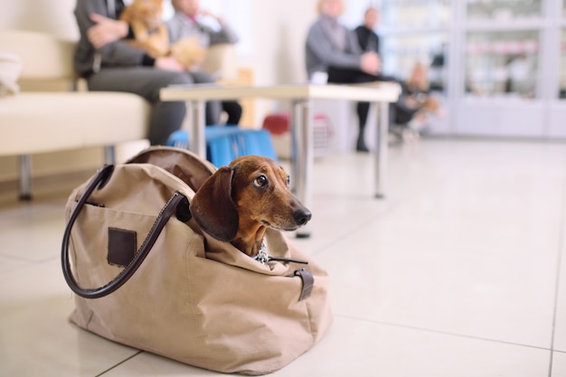 Chien teckel drôle jette un coup d&#39;oeil hors du sac en ligne pour un examen médical dans une clinique vétérinaire