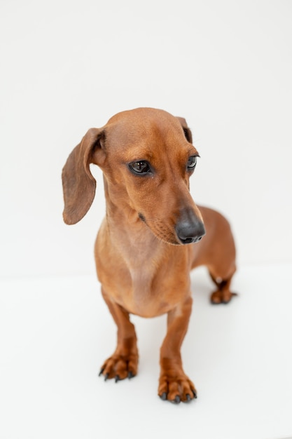 Chien Teckel Est Assis Isolé