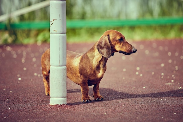 Chien teckel en plein air