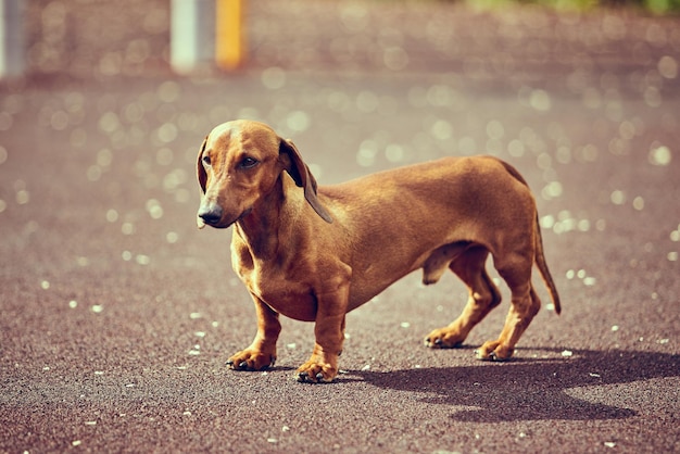 Chien teckel en plein air