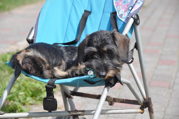 Chien teckel poil dur dormant dans un landau