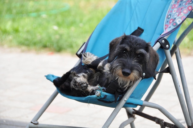 Chien teckel poil dur dormant dans un landau