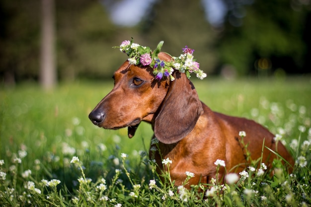 Chien teckel rouge assis dans les fleurs