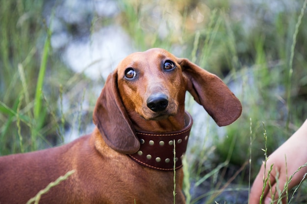 Chien teckel rouge avec grand collier