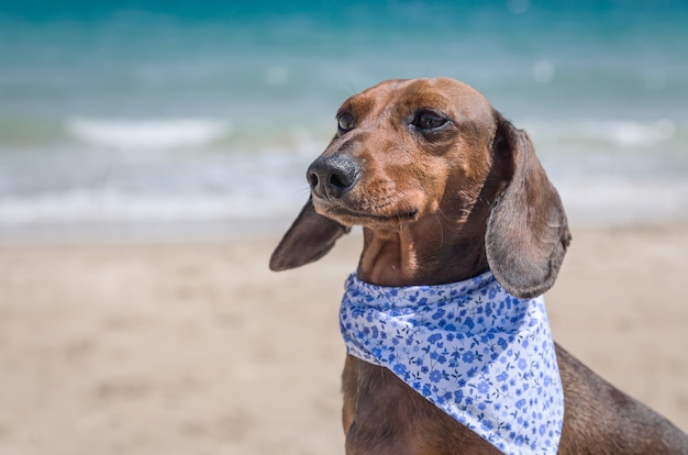 Chien de teckel rouge