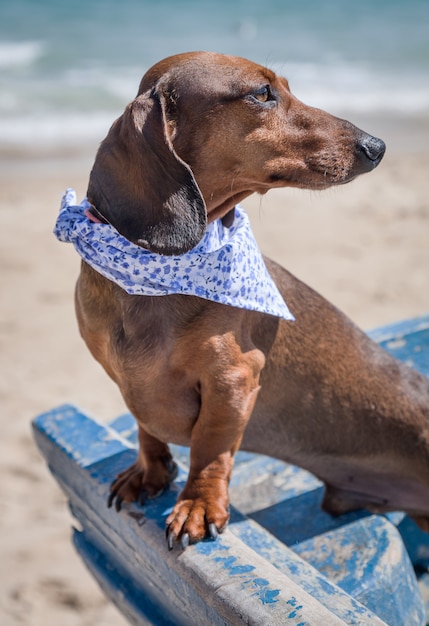 Chien de teckel rouge