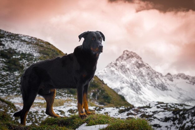 Photo chien sur le terrain contre des montagnes enneigées