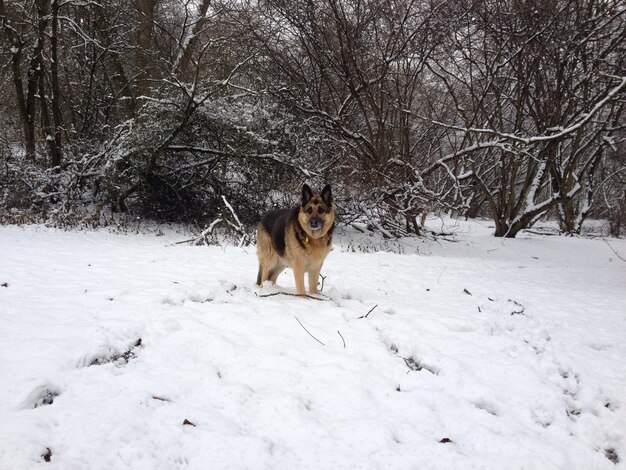 Chien sur le terrain