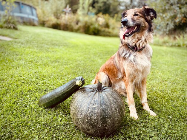 Photo chien sur le terrain