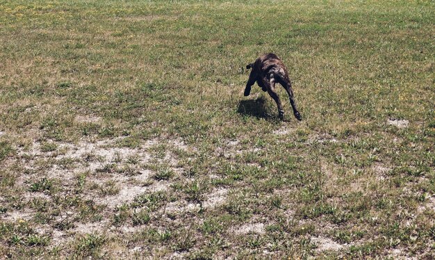 Photo chien sur le terrain