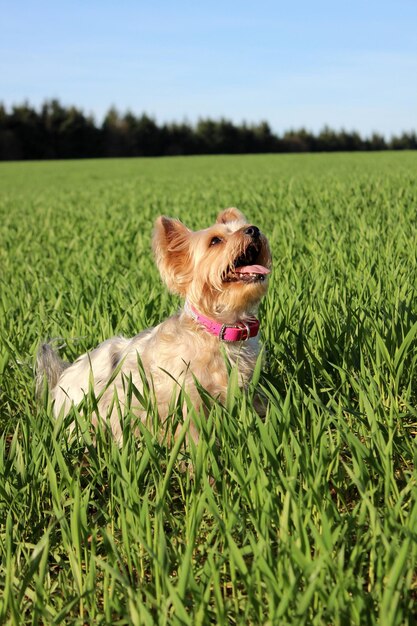 Chien sur le terrain