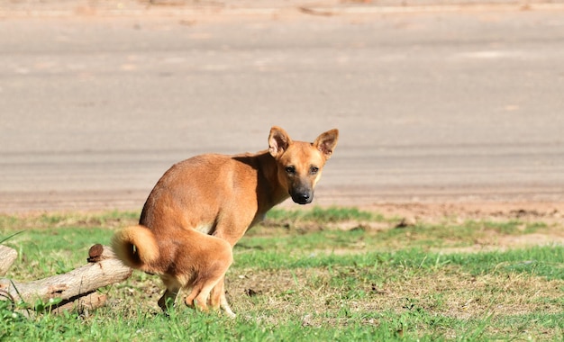 Chien sur le terrain