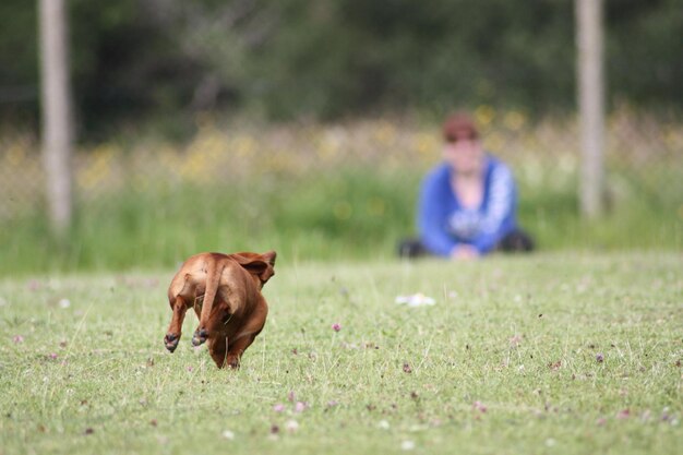 Photo chien sur le terrain