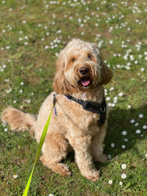 Chien sur le terrain