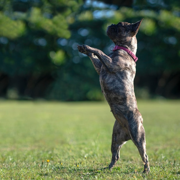 Photo chien sur le terrain