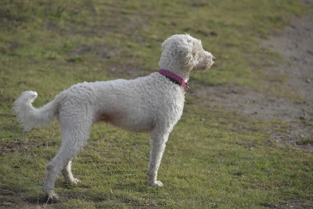 Chien sur le terrain