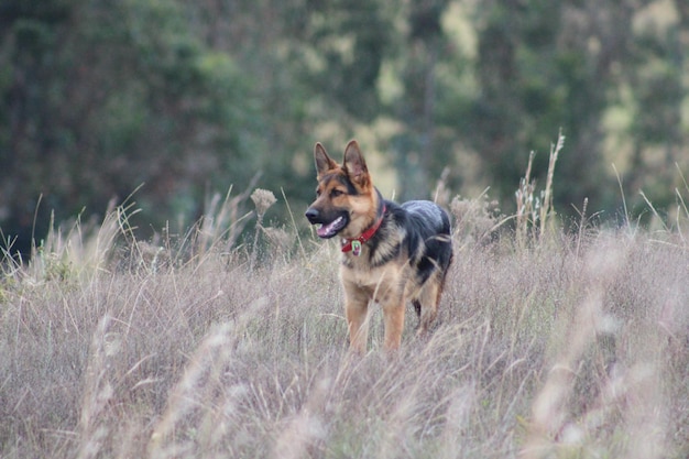 Photo chien sur le terrain