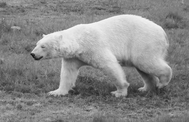 Photo chien sur le terrain