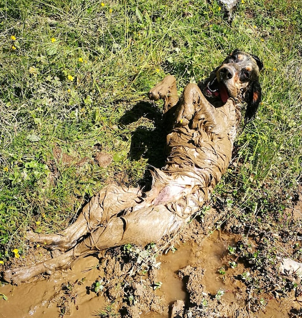 Chien sur le terrain