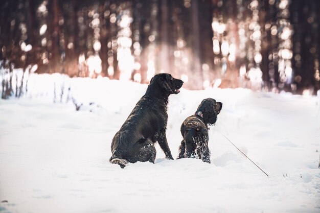 Photo chien sur une terre couverte de neige