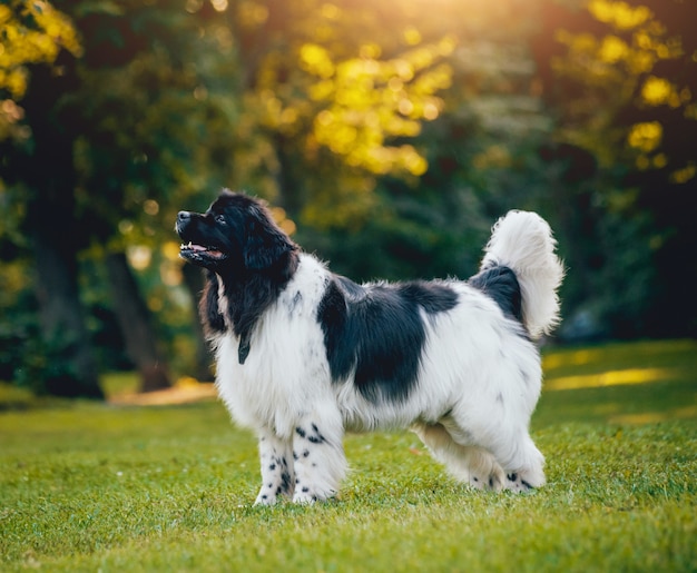 Chien Terre-Neuve joue avec l'homme et la femme dans le parc