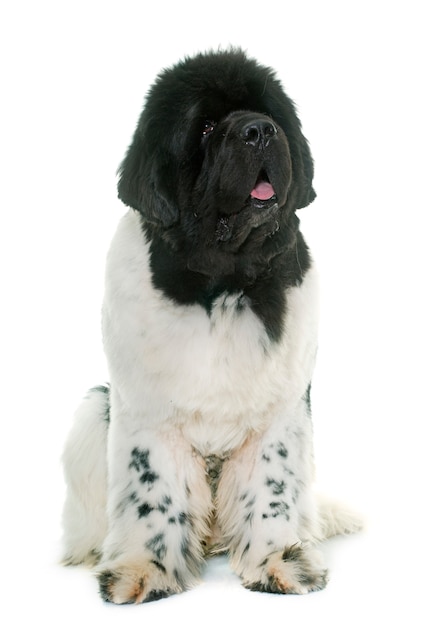 chien terre neuve noir et blanc